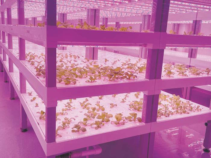 在物美植物工廠里，通過LED燈的照射，蔬菜散發(fā)勃勃生機(jī)。受訪者供圖